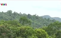 Phú Yên: Giao 630 ha rừng tự nhiên đổi lấy dự án nuôi bò