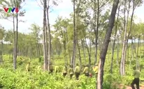 Quảng Bình chủ động phòng chống cháy rừng