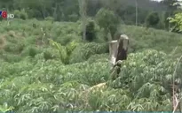 Giao khoán đúng đối tượng để bảo vệ rừng
