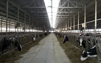 Nga khôi phục và phát triển trang trại chăn nuôi theo công nghệ mới