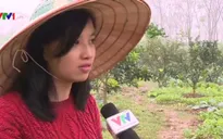 Cô gái Hà Nội từ bỏ thu nhập cao về làm nông nghiệp