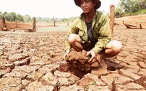 Hơn 7.000ha cà phê mất trắng tại Tây Nguyên