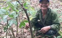Quảng Nam: Sâm Ngọc Linh 7 nhánh giá hơn nửa tỉ đồng