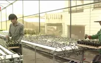 Doanh nghiệp đầu tư sản xuất nông nghiệp - Xu hướng đầu tư mới