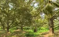 Nước mặn uy hiếp vùng chuyên canh sầu riêng lớn nhất ĐBSCL