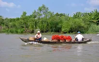 ĐBSCL có thể sẽ không còn mùa nước nổi