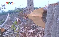 Hơn 100 ha rừng tự nhiên tỉnh Phú Yên bị chặt phá