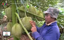Nông dân Đăk Lăk vươn lên làm giàu nhờ sầu riêng
