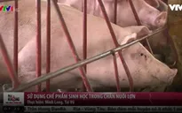 Cận cảnh quy trình chăn nuôi lợn sử dụng công nghệ sinh học