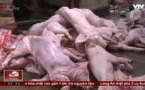 Thâm nhập đường dây mua bán thịt heo chết tại Đồng Nai