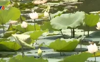Sen trắng - Loài hoa đặc trưng của cung đình Huế