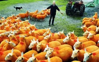 Nhuộm lông màu cam cho 800 chú cừu để... chống trộm