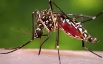 Singapore phát hiện thêm nhiều trường hợp nhiễm virus Zika