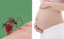Lan rộng nỗi lo virus Zika tại nhiều quốc gia