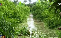 Triều cường gây ngập nhiều vườn cây ăn trái tại Sóc Trăng