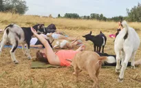 Mỹ: Sốt xình xịch lớp học yoga dê
