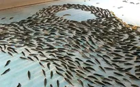 Nhật Bản đóng cửa sân băng chôn 5 tấn cá chết