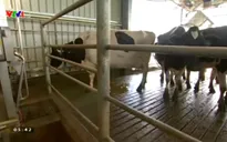 Áp dụng công nghệ vắt sữa bò tự động ở Australia