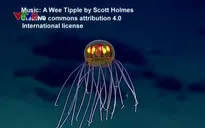 Phát hiện loài sứa như UFO dưới biển sâu