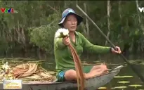 Mưu sinh bằng nghề hái bông súng mùa nước nổi