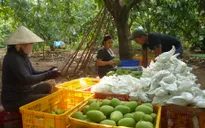 Gặp khó về đầu ra, xoài ĐBSCL giảm giá mạnh