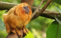 Brazil nỗ lực bảo tồn khỉ vàng sư tử Tamarin