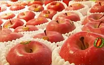 Nâng giá trị kim ngạch hai chiều Việt Nam - Nhật Bản