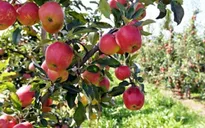 Nông dân Argentina bất lực mang 10.000 kg táo, lê đi "cho không"