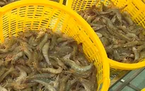 Cà Mau đẩy mạnh kiểm soát tôm bơm tạp chất