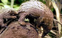 Giật mình về nạn săn bắt, buôn bán tê tê trái phép ở Việt Nam