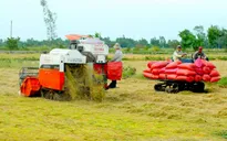 Chưa đề xuất Chính phủ tạm trữ lúa vụ Đông Xuân