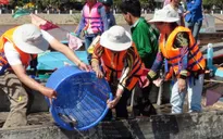 Khuyến cáo dân không thả cá giống điêu hồng khi độ mặn tăng cao