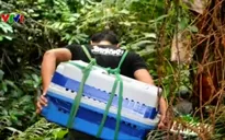 Thả 46 cá thể tê tê Java về tự nhiên