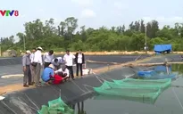Miền Trung: Giá tôm thẻ chân trắng tăng 30% so với cùng kỳ năm ngoái