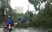 VIDEO: Thái Bình tan hoang sau bão số 1