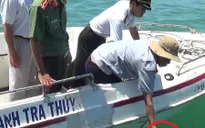 Bạc Liêu thả một cá thể đồi mồi quý về biển