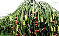 Bình Thuận: Cảnh báo tình trạng bỏ thanh long trồng gỗ sưa