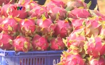 Thương lái Trung Quốc thâu tóm thị trường thanh long Bình Thuận