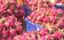Xuất khẩu nông lâm thủy sản tăng nhờ rau quả