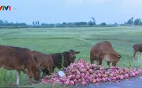 Nông dân phải đổ bỏ thanh long do nhiễm bệnh