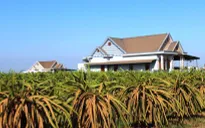 Nguy cơ thoái hóa vùng trồng thanh long vì hạn hán