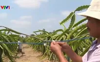 Hạn chế tai nạn từ điện xông thanh long