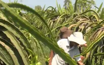 Giá cao, nông dân vắt kiệt cây thanh long
