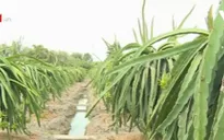 Giải pháp nâng giá trị trái thanh long