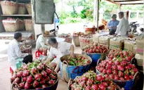 1 tấn thanh long Việt tới Malaysia qua đường hàng không
