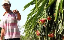 Bác bỏ tin thương lái Trung Quốc mua dây thanh long