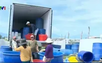 Khó kiểm soát thương lái Trung Quốc mua gom thủy sản