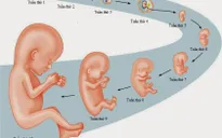 Vai trò quan trọng của thai giáo trong giai đoạn bào thai