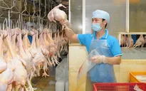 Sẽ xuất khẩu thịt gà sang Nhật Bản