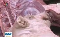1 tuần, phát hiện hàng chục điểm thu gom lợn chết